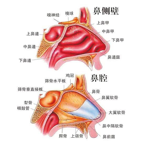 鼻腔示意图